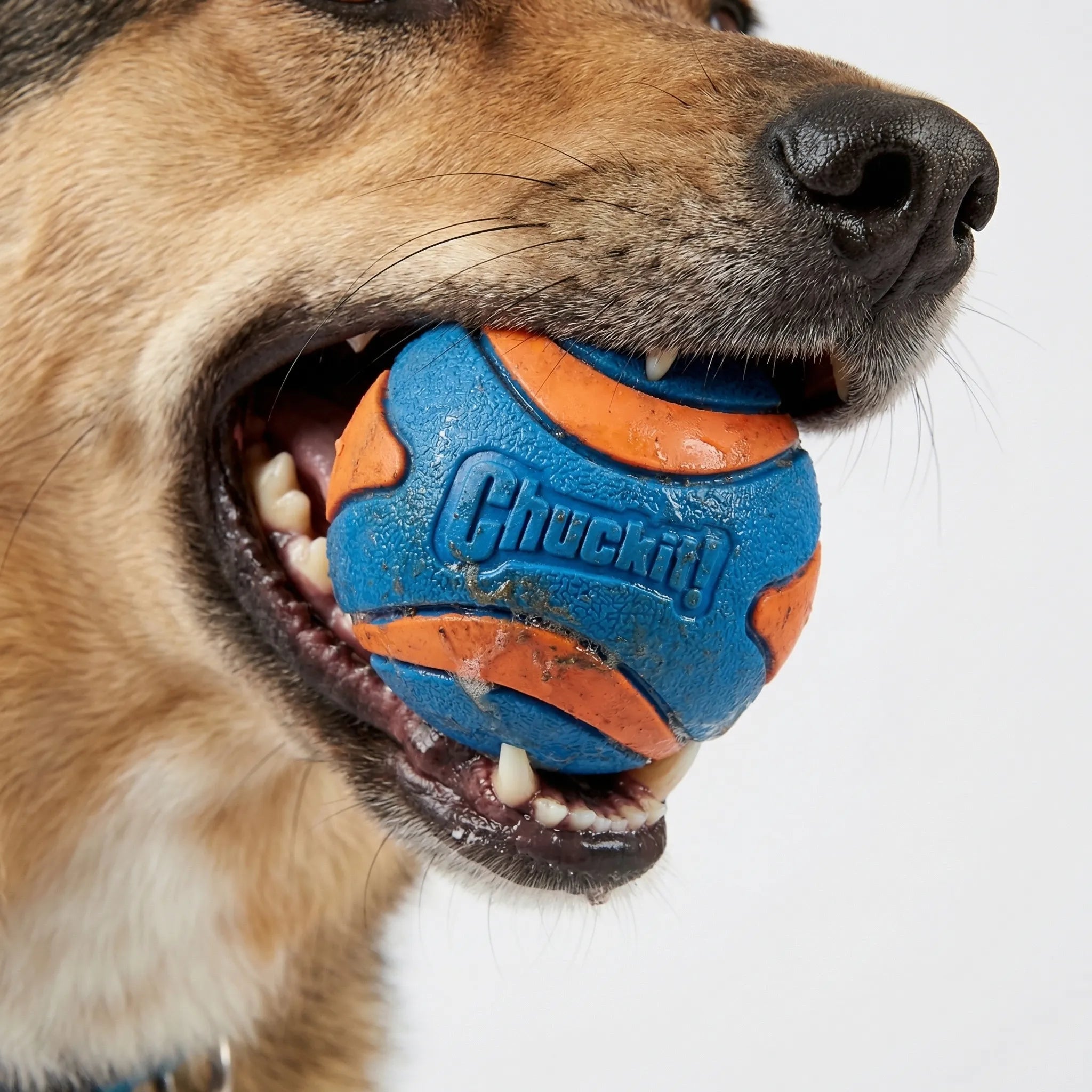 Hunde Apportierball aus Gummi, hochsprungfähig, robust und gut sichtbar