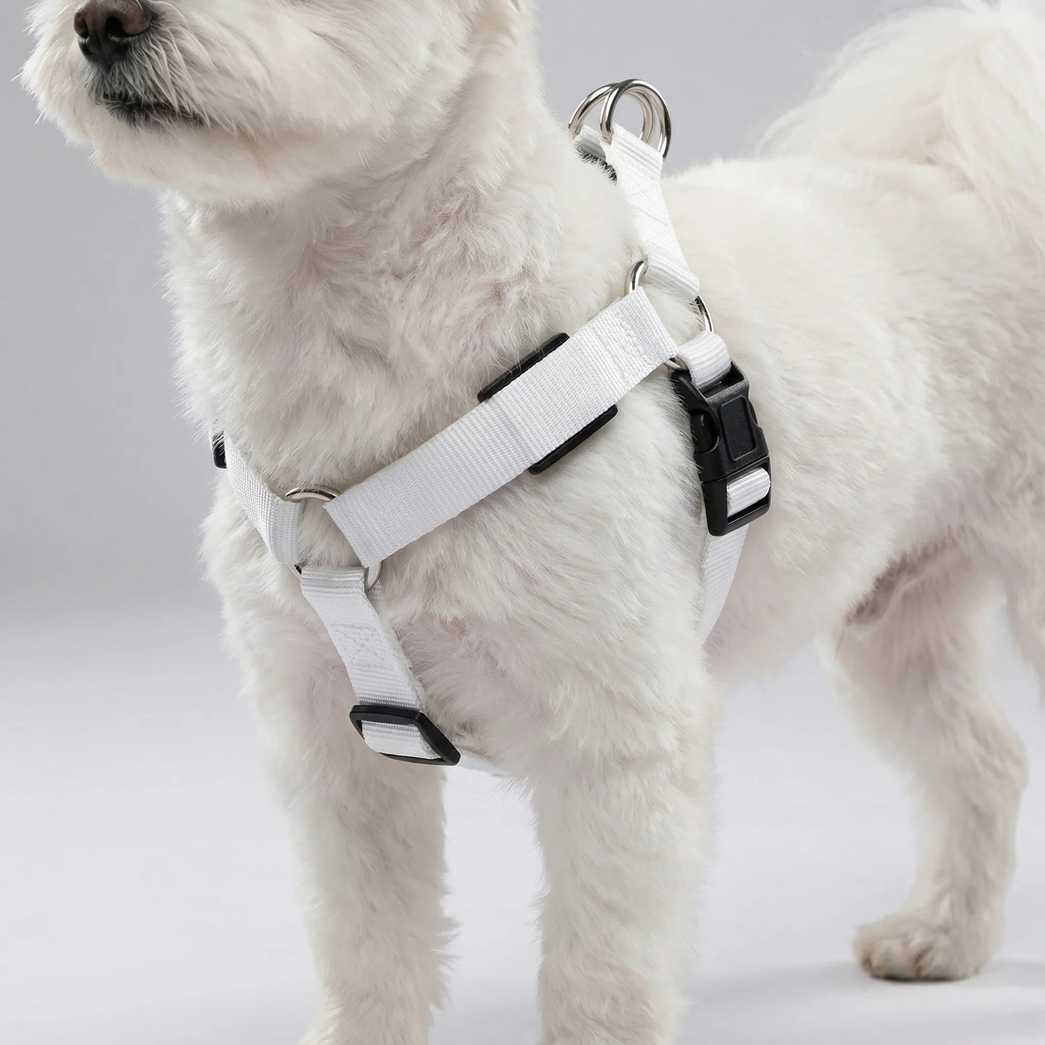 Nordspur | Glowfit Rechargeable LED Safety Dog Harness