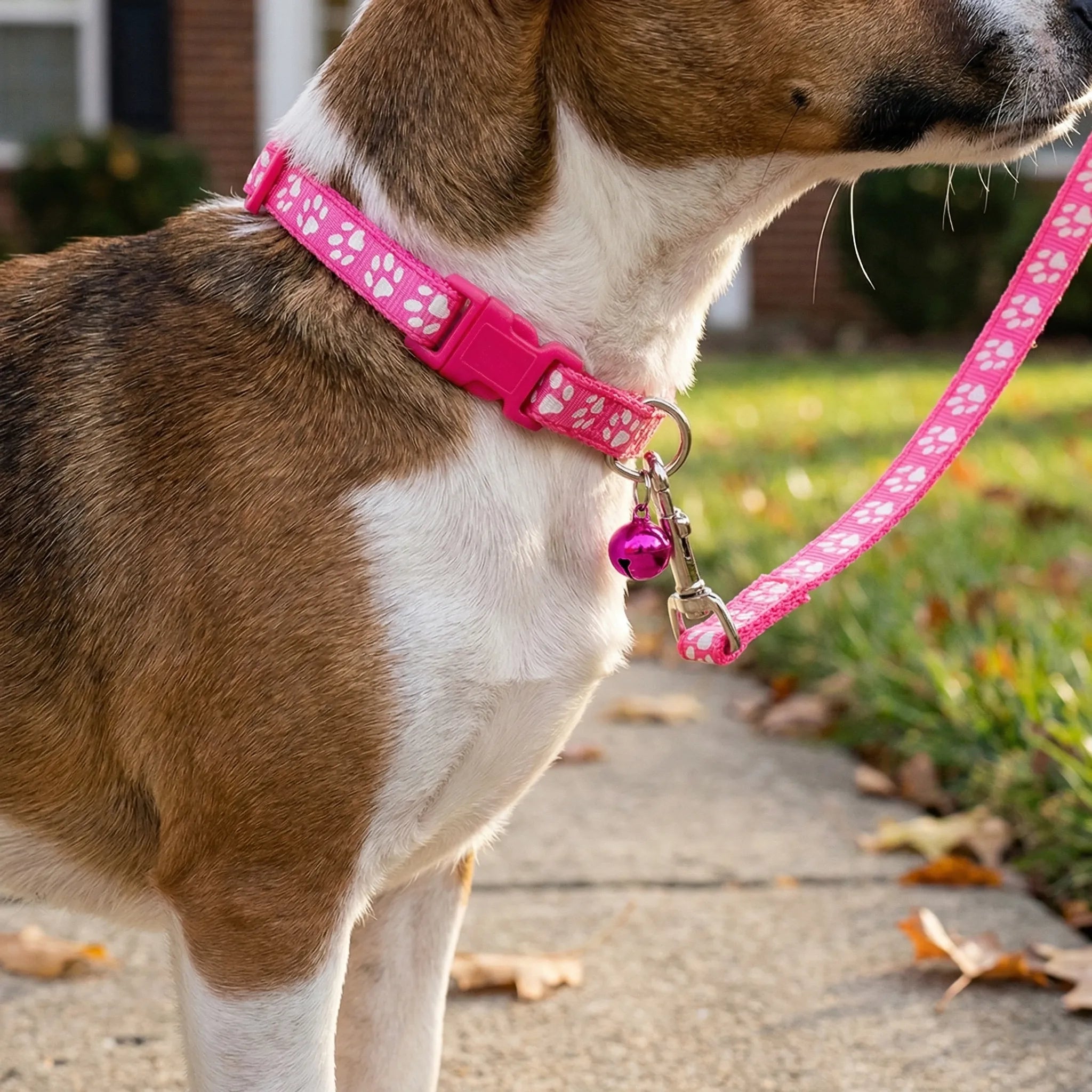 Nordspur | Pawdash Adjustable Collar And Leash Set