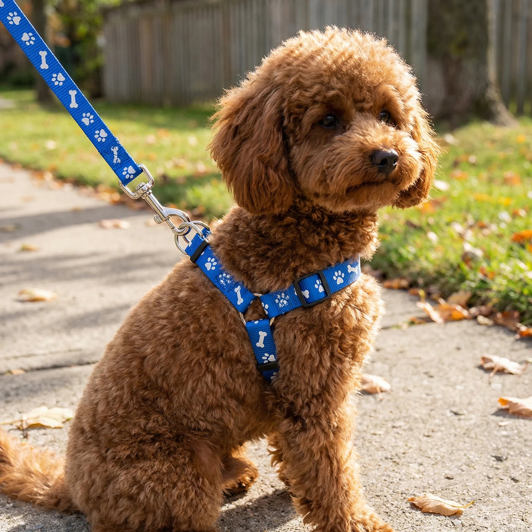 Nordspur | Pawlette Small Pet Harness And Lead Set