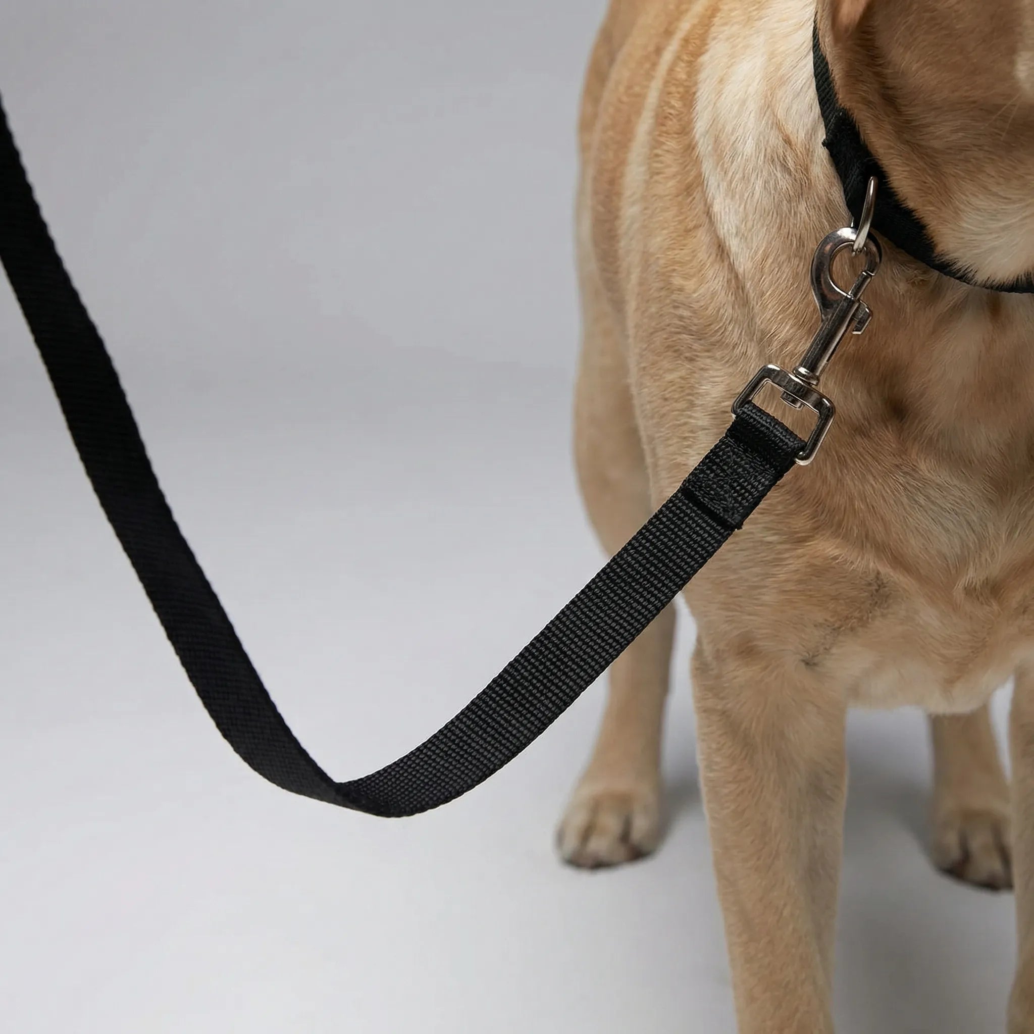 Nordspur | Pawlyne Long-Line Dog Training Lead