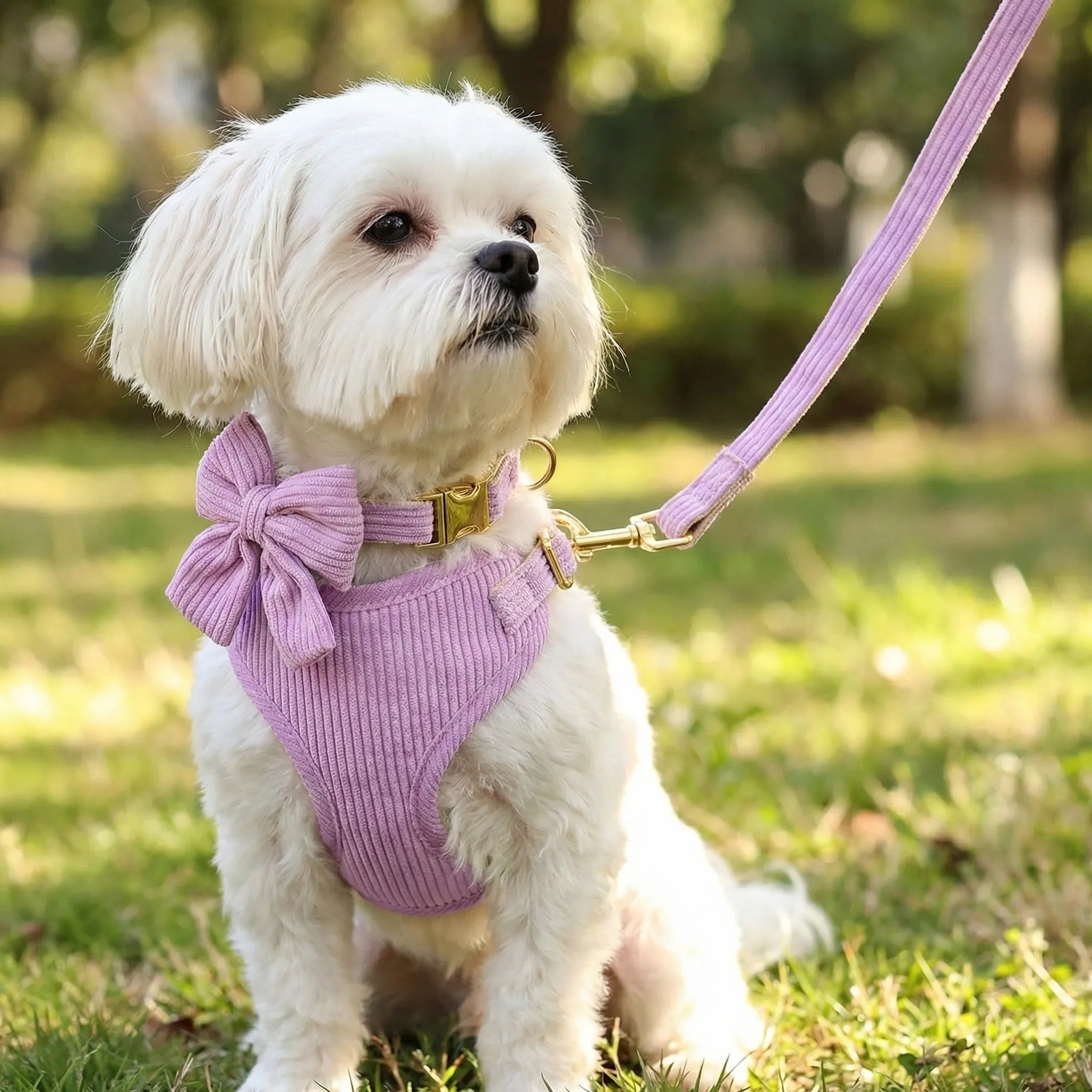 Nordspur | Pawvette 3-Piece Vest Harness Collar Leash Set