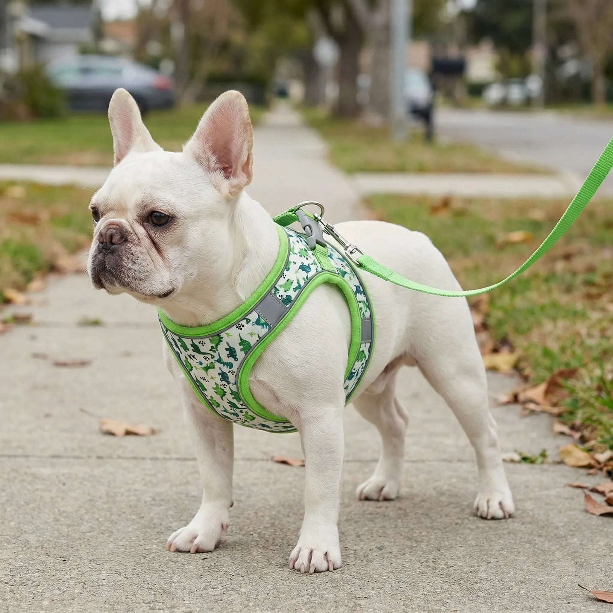 Nordspur | Wooflet Small Dog Harness And Lead Set